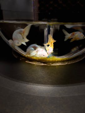 AQUARIUM × ART　atoa×神戸どうぶつ王国に投稿された画像（2024/12/11）