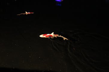 姫路城ライトアップイベント　鏡花水月　@姫路城三の丸広場に投稿された画像（2024/12/11）