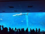 沖縄美ら海水族館に投稿された画像（2024/12/12）