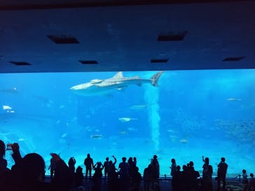 沖縄美ら海水族館に投稿された画像（2024/12/11）