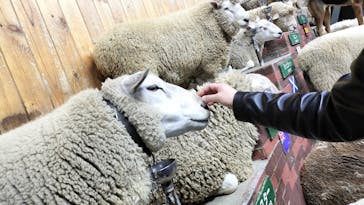 マザー牧場に投稿された画像（2024/12/11）