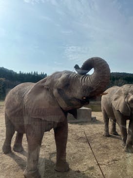秋吉台自然動物公園 サファリランドに投稿された画像（2024/12/12）