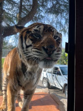秋吉台自然動物公園 サファリランドに投稿された画像（2024/12/12）