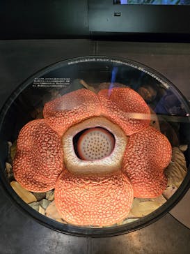 国立科学博物館に投稿された画像（2024/12/12）