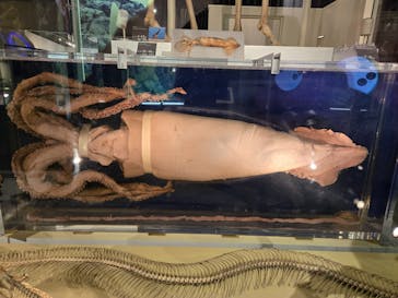 国立科学博物館に投稿された画像（2024/12/12）