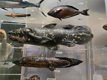 国立科学博物館に投稿された画像（2024/12/12）