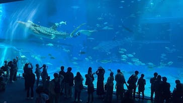 沖縄美ら海水族館に投稿された画像（2024/12/12）