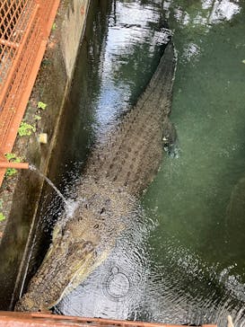 熱川バナナワニ園に投稿された画像（2024/12/12）