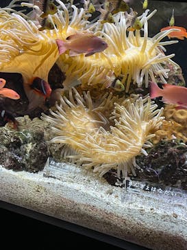 京都水族館に投稿された画像（2024/12/12）