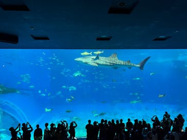 沖縄美ら海水族館に投稿された画像（2024/12/12）