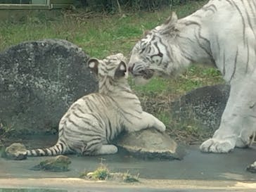 伊豆アニマルキングダムに投稿された画像（2024/12/12）