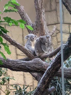 名古屋市東山動植物園に投稿された画像（2024/12/12）