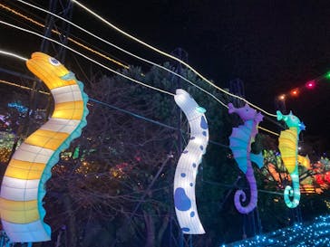 伊豆高原グランイルミに投稿された画像（2024/12/12）