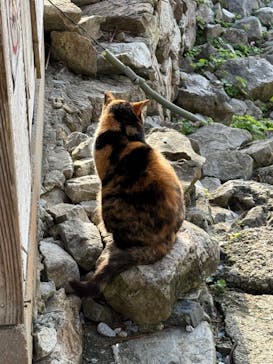 今帰仁城跡に投稿された画像（2024/12/12）