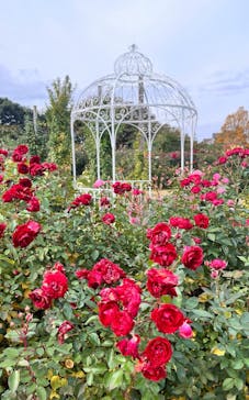 京成バラ園に投稿された画像（2024/12/13）