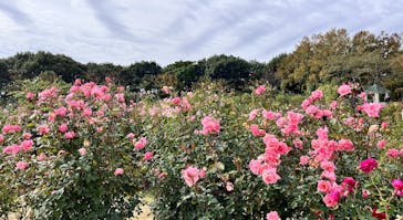 京成バラ園に投稿された画像（2024/12/13）