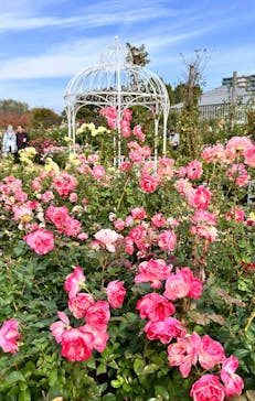 京成バラ園に投稿された画像（2024/12/13）