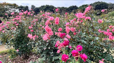 京成バラ園に投稿された画像（2024/12/13）