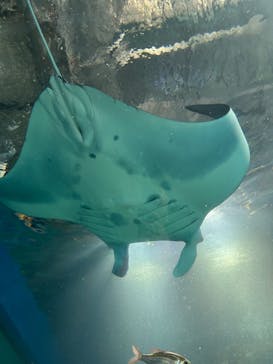 マクセル アクアパーク品川に投稿された画像（2024/12/13）