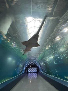 マクセル アクアパーク品川に投稿された画像（2024/12/13）