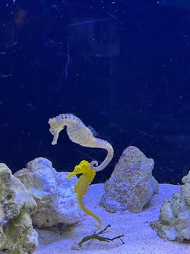 マクセル アクアパーク品川に投稿された画像（2024/12/13）