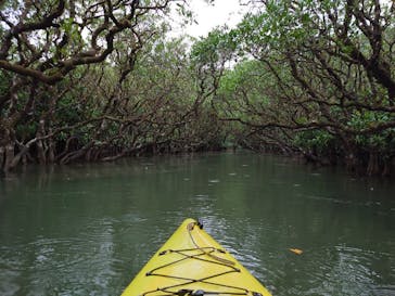 マングローブ茶屋に投稿された画像（2024/12/13）