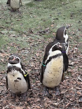 那須どうぶつ王国に投稿された画像（2024/12/13）