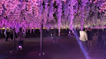 東京メガイルミに投稿された画像（2024/12/13）