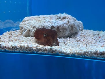 サンシャイン水族館に投稿された画像（2024/12/14）