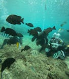 沖縄マリンサービス碧に投稿された画像（2024/12/14）