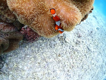 宮古島マリンショップSmileyに投稿された画像（2024/12/14）