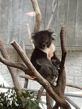 淡路ファームパーク イングランドの丘に投稿された画像（2024/12/14）