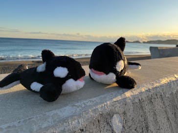 鴨川シーワールドに投稿された画像（2024/12/14）