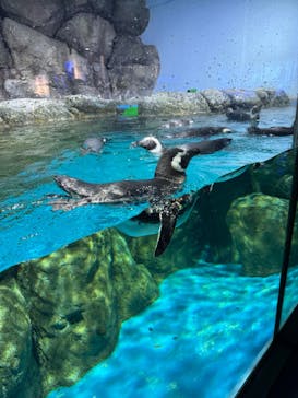 横浜・八景島シーパラダイスに投稿された画像（2024/12/14）