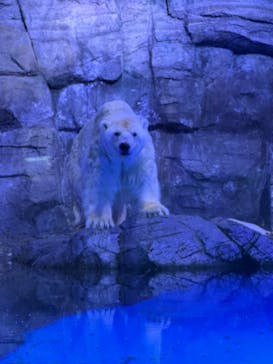 横浜・八景島シーパラダイスに投稿された画像（2024/12/14）