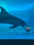大分マリーンパレス水族館 「うみたまご」に投稿された画像（2024/12/14）