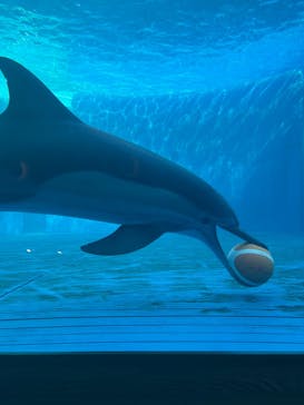 大分マリーンパレス水族館 「うみたまご」に投稿された画像（2024/12/14）
