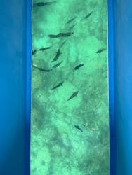 OCEANS/新原海底観光センターに投稿された画像（2024/12/14）