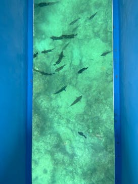 OCEANS/新原海底観光センターに投稿された画像（2024/12/14）