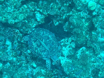 OCEANS/新原海底観光センターに投稿された画像（2024/12/14）