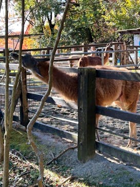 野外民族博物館 リトルワールドに投稿された画像（2024/12/14）