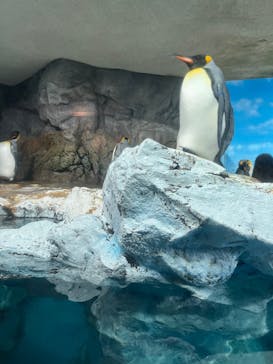 鴨川シーワールドに投稿された画像（2024/12/14）