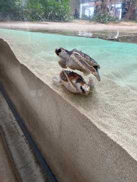 鴨川シーワールドに投稿された画像（2024/12/14）