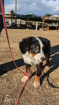 つくばわんわんランドに投稿された画像（2024/12/14）