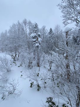 秋田八幡平スキー場に投稿された画像（2024/12/14）