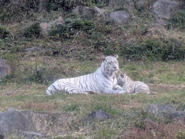 伊豆アニマルキングダムに投稿された画像（2024/12/14）