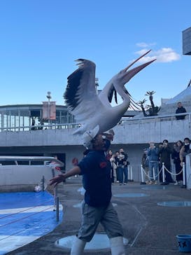 大分マリーンパレス水族館 「うみたまご」に投稿された画像（2024/12/14）
