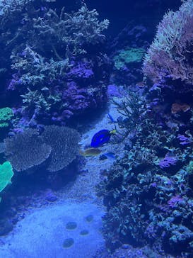 大分マリーンパレス水族館 「うみたまご」に投稿された画像（2024/12/14）