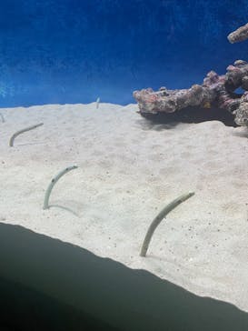 大分マリーンパレス水族館 「うみたまご」に投稿された画像（2024/12/14）