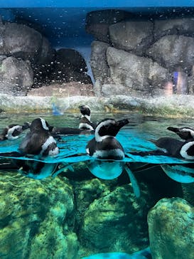 横浜・八景島シーパラダイス　プレジャーランドに投稿された画像（2024/12/14）